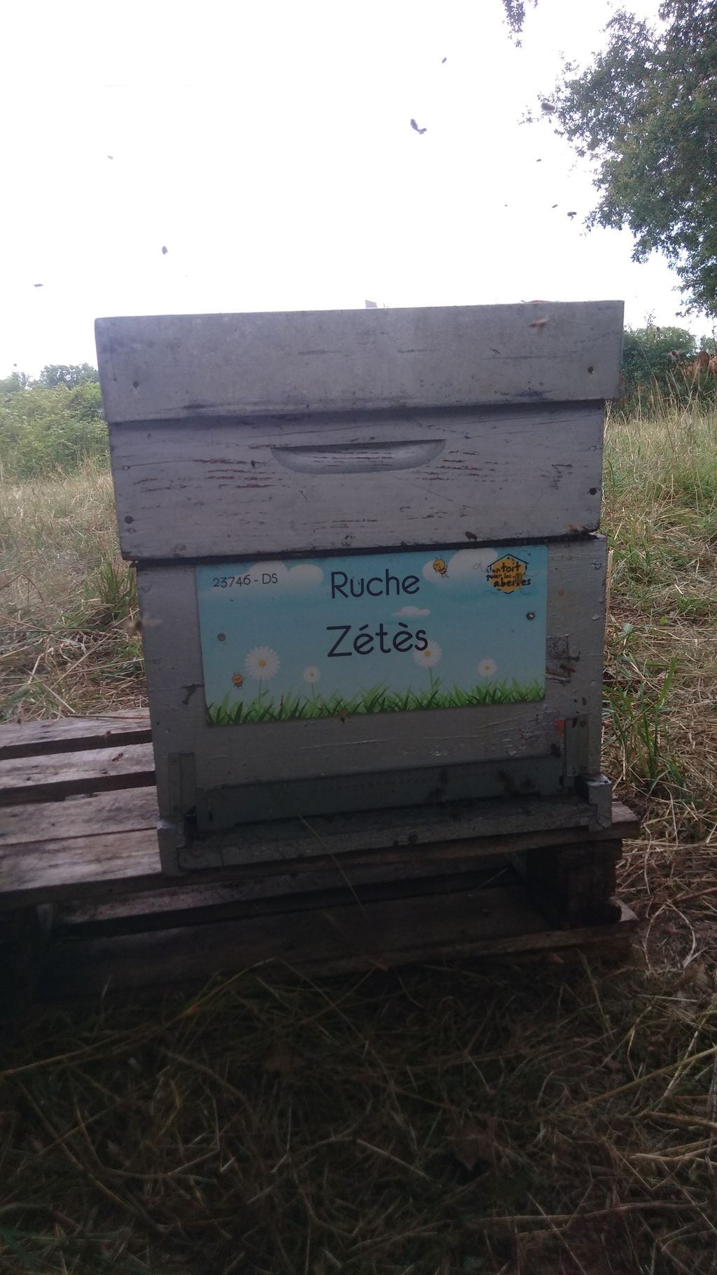 La ruche Zétès