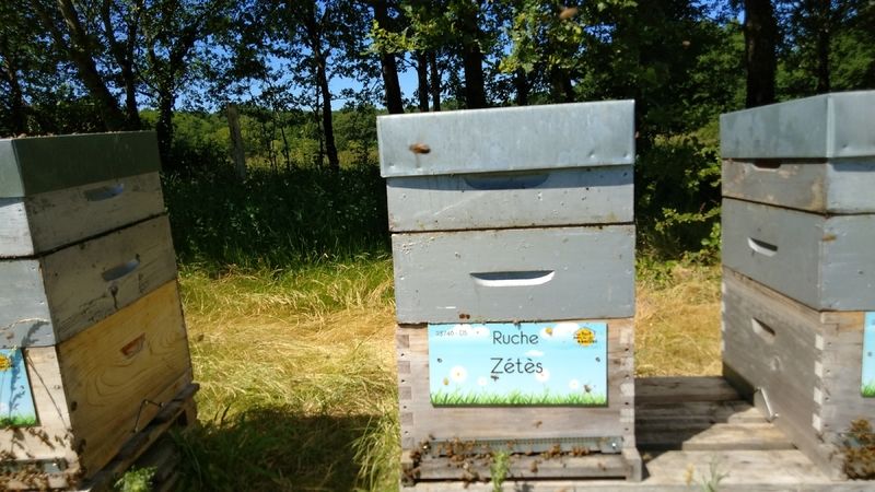 La ruche Zétès