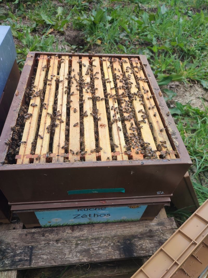 La ruche Zéthos