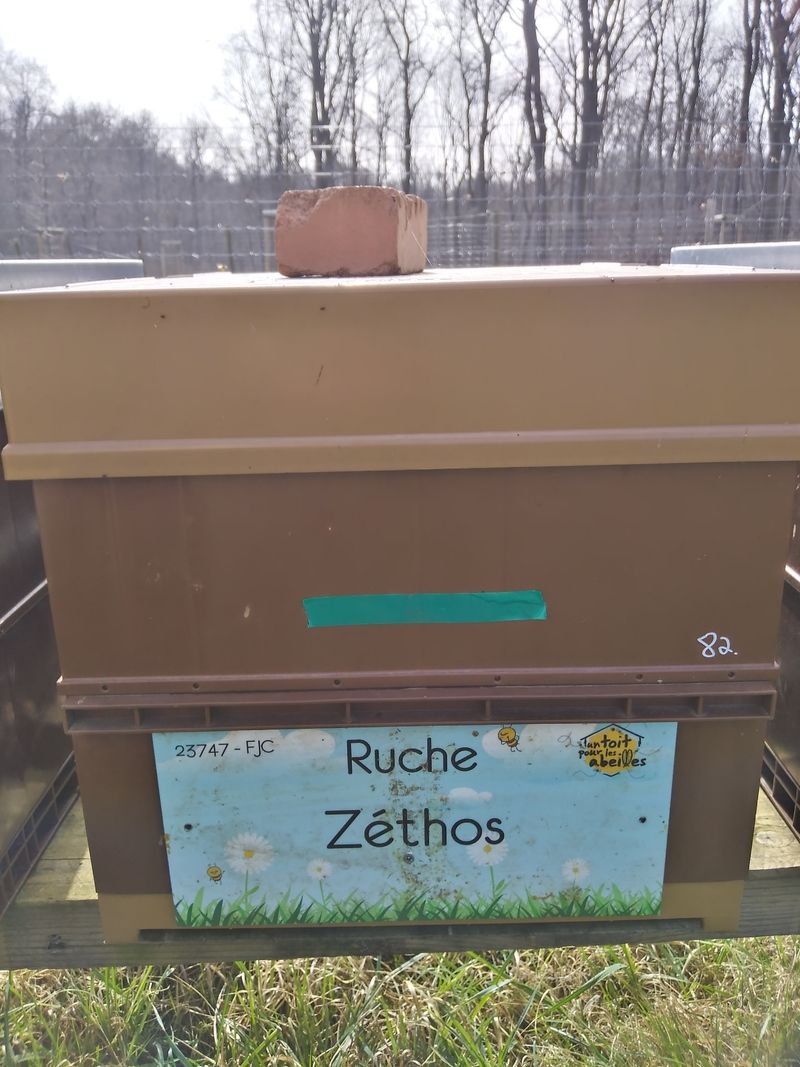 La ruche Zéthos