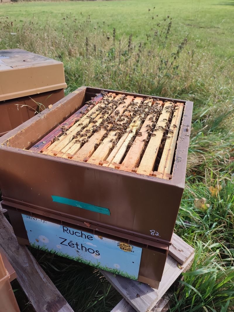 La ruche Zéthos