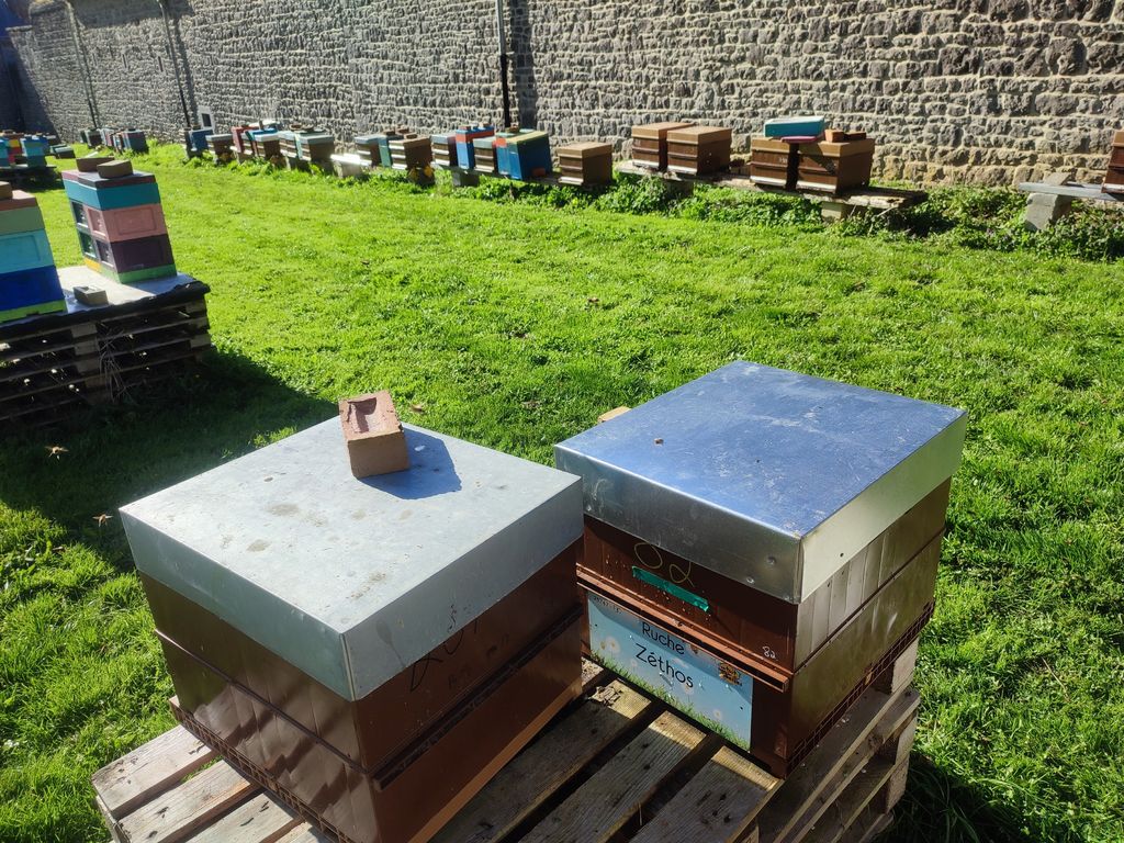 La ruche Zéthos
