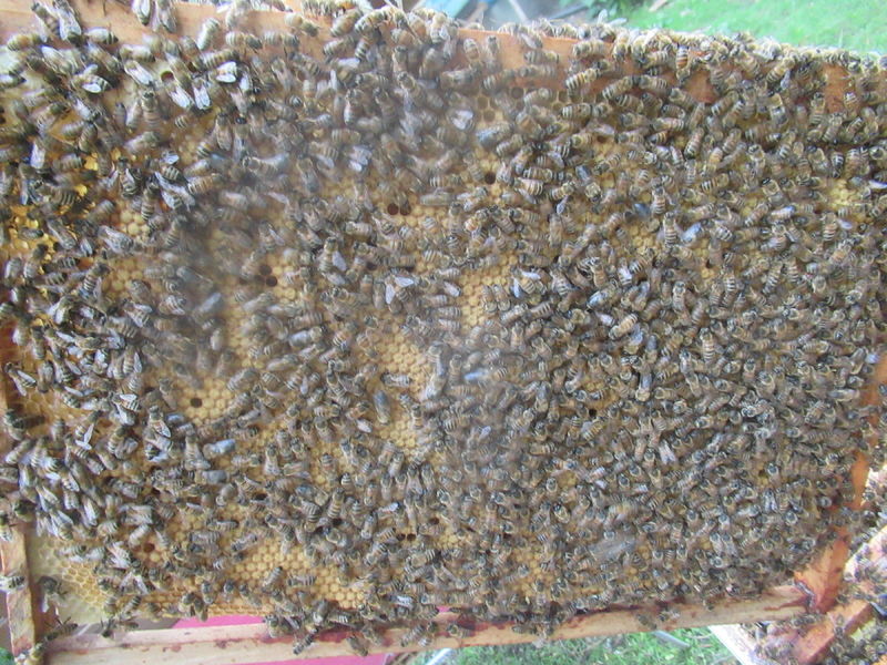 La ruche Zéthos