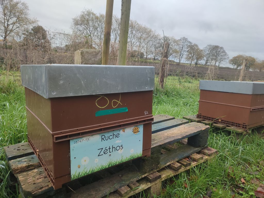 La ruche Zéthos