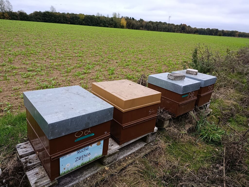 La ruche Zéthos