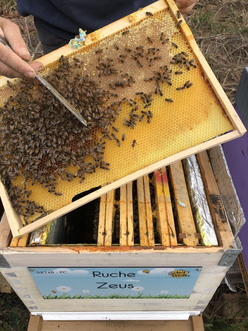 La ruche Zeus