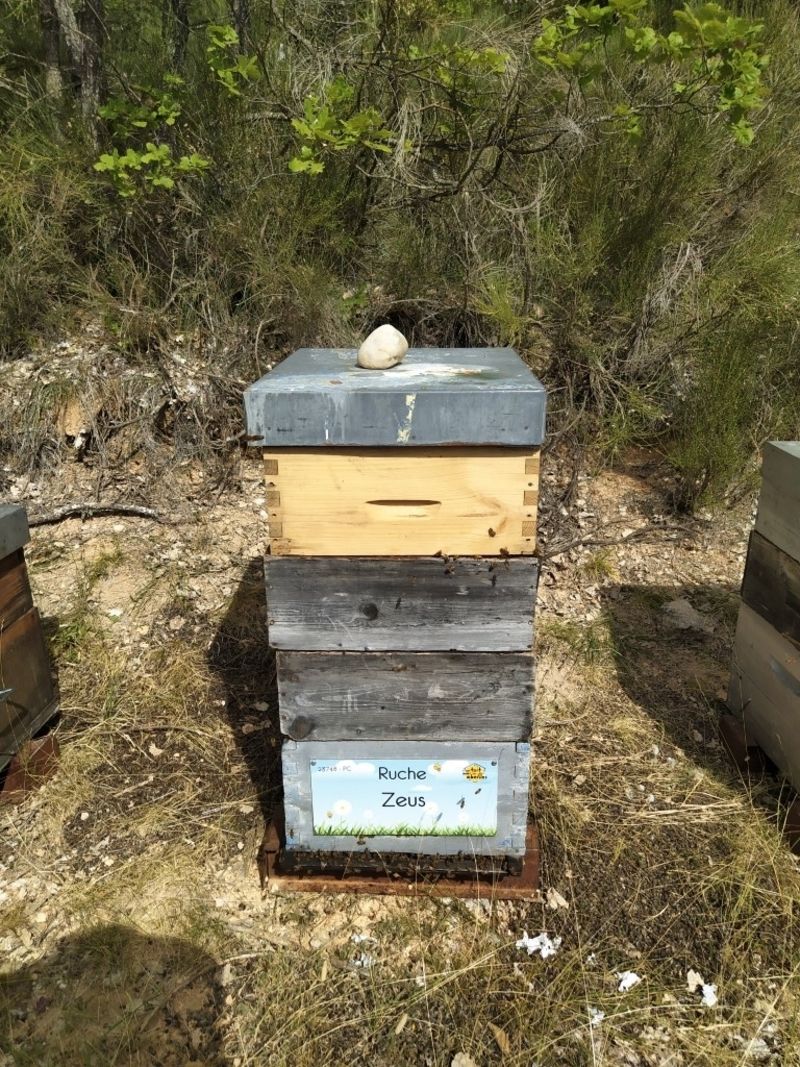La ruche Zeus