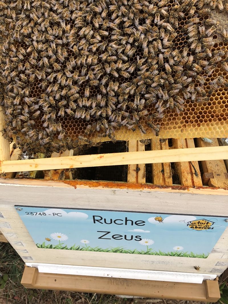 La ruche Zeus
