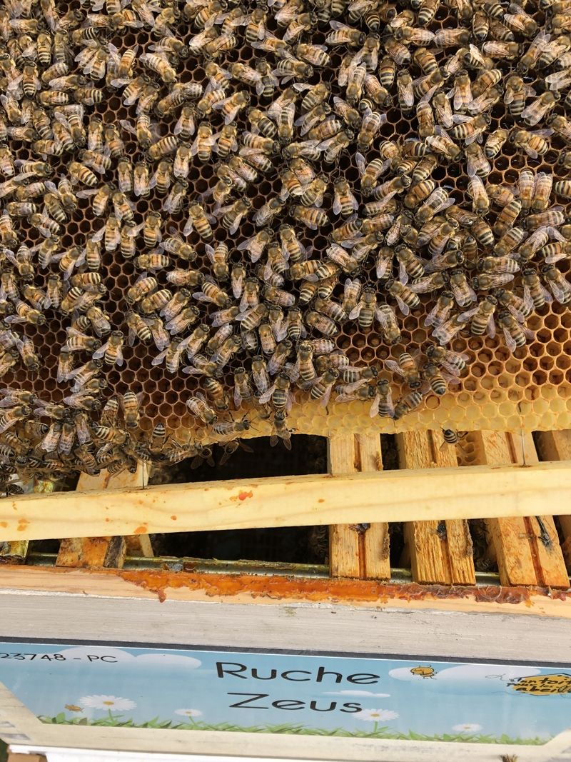 La ruche Zeus