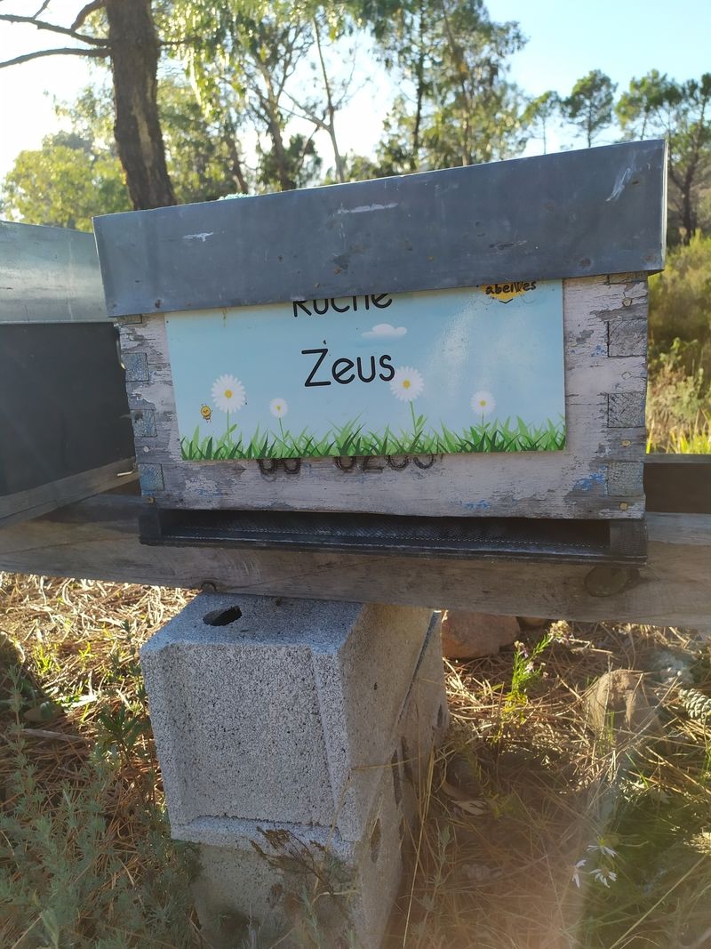 La ruche Zeus