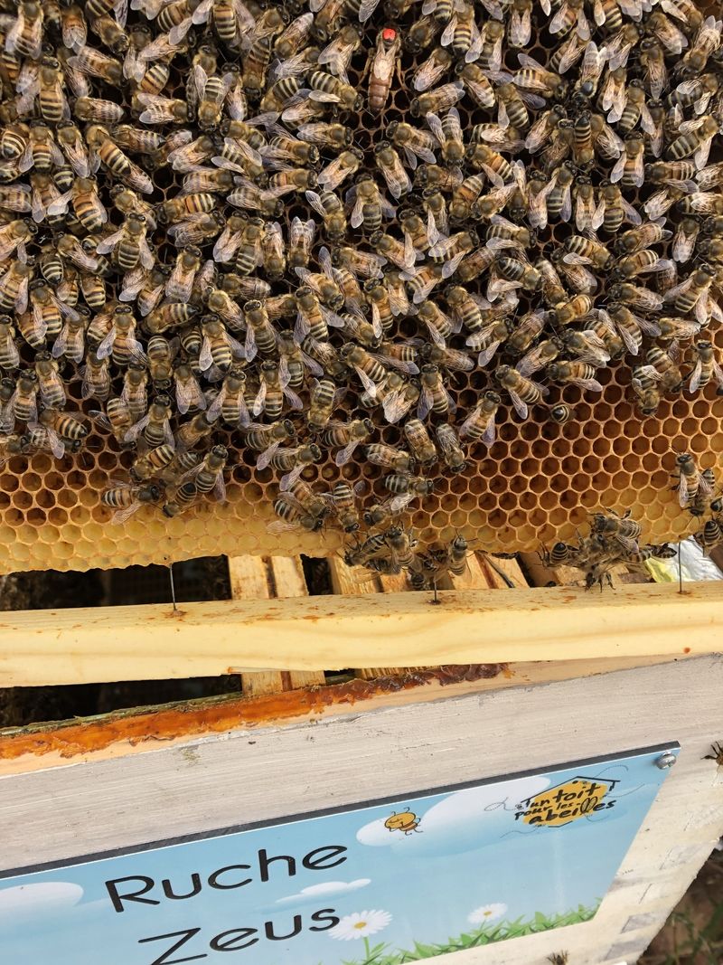 La ruche Zeus
