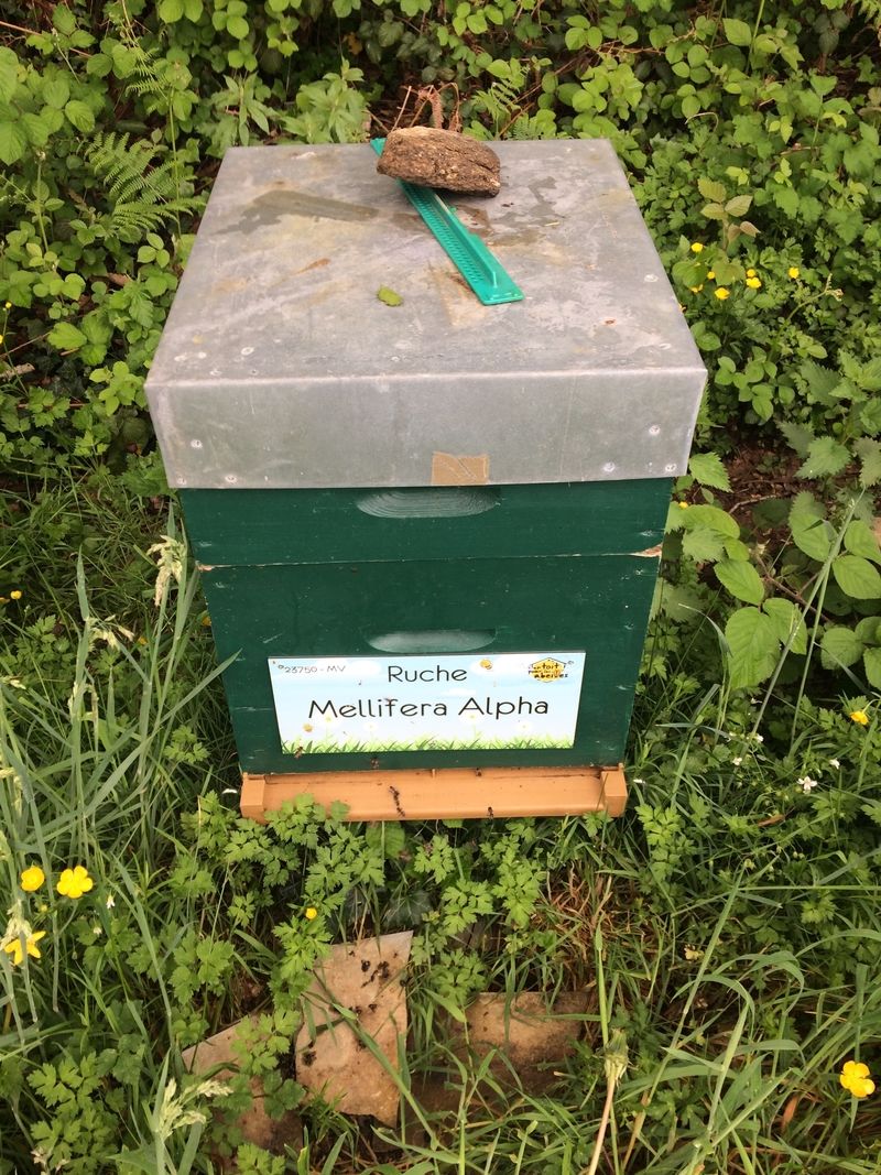 La ruche Mellifera Alpha