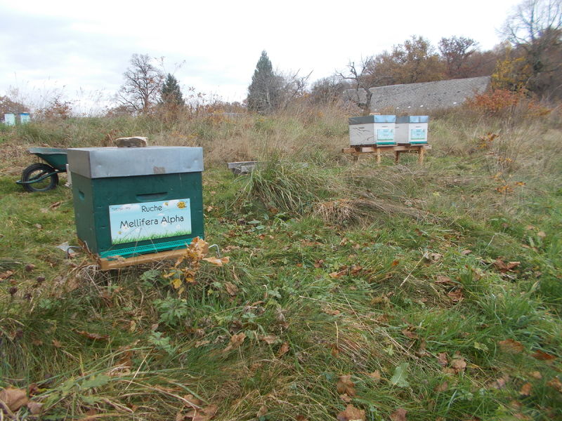 La ruche Mellifera Alpha