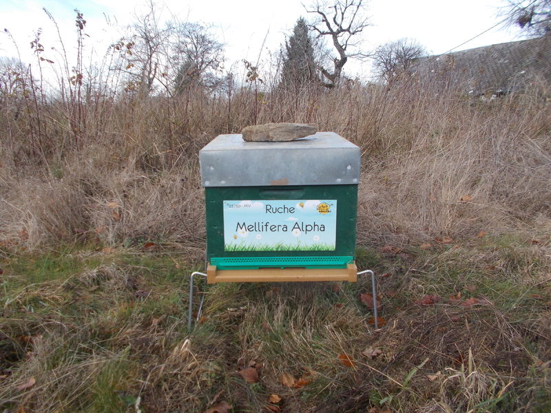 La ruche Mellifera Alpha