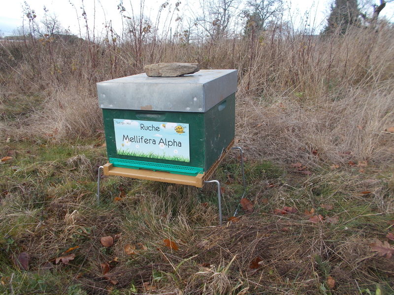 La ruche Mellifera Alpha