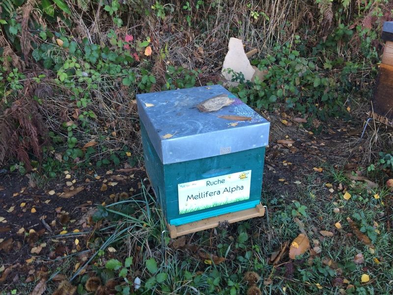 La ruche Mellifera Alpha