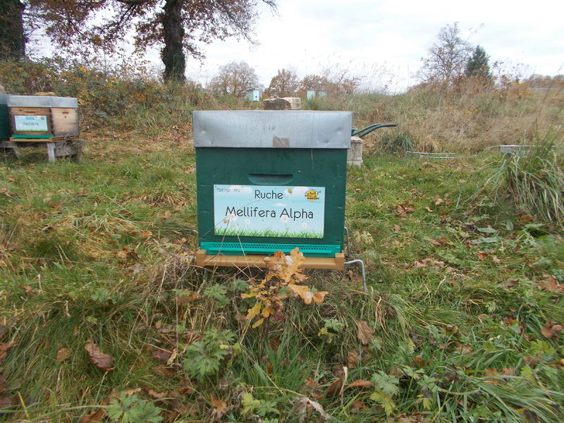 La ruche Mellifera Alpha