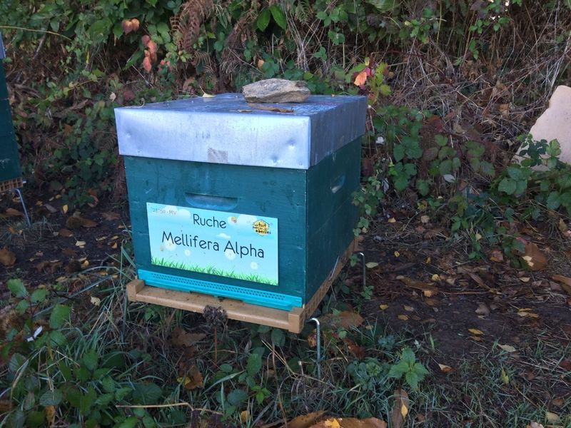 La ruche Mellifera Alpha