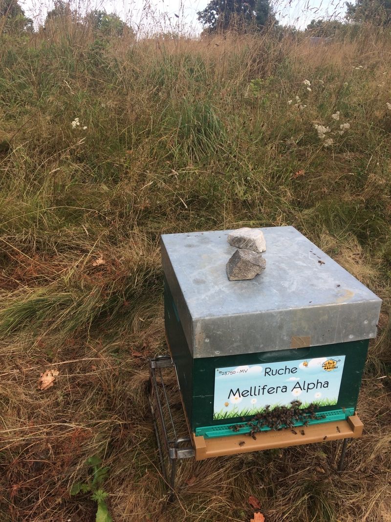 La ruche Mellifera Alpha
