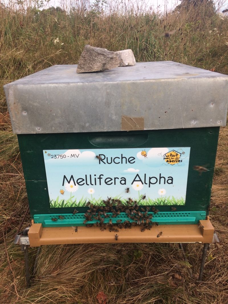 La ruche Mellifera Alpha