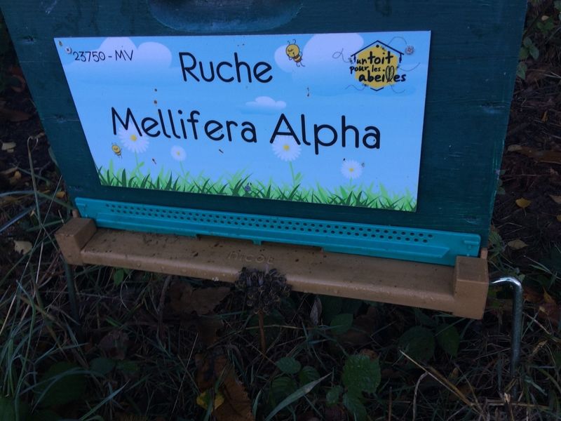 La ruche Mellifera Alpha