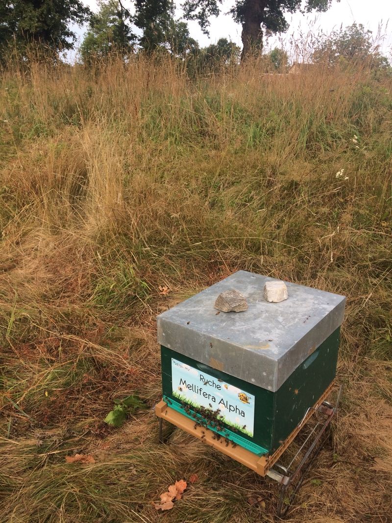 La ruche Mellifera Alpha
