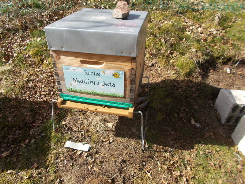 La ruche Mellifera Beta
