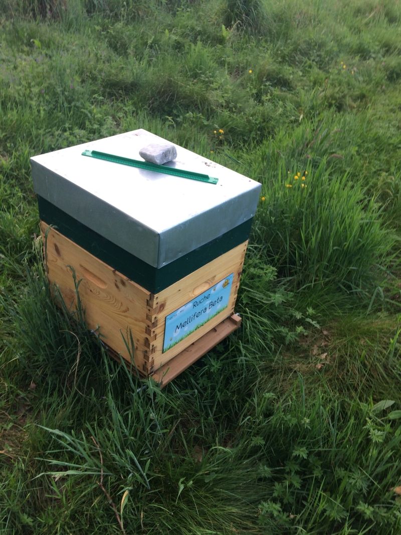 La ruche Mellifera Beta