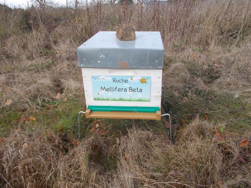 La ruche Mellifera Beta