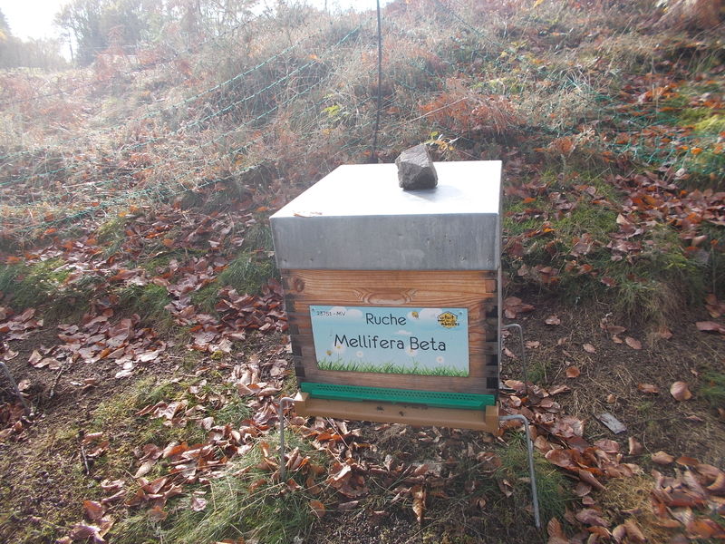 La ruche Mellifera Beta