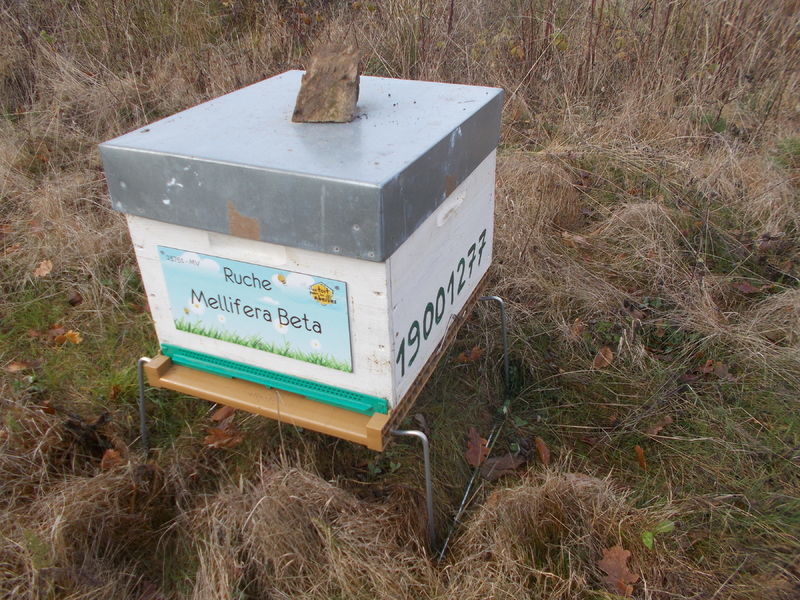 La ruche Mellifera Beta