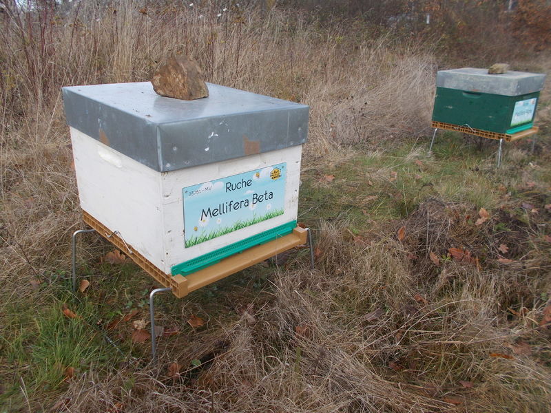 La ruche Mellifera Beta
