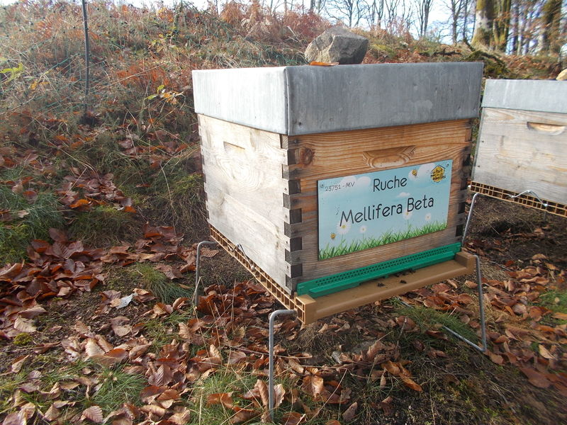 La ruche Mellifera Beta