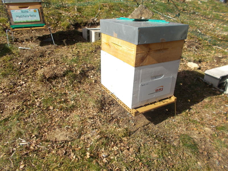 La ruche Mellifera Beta