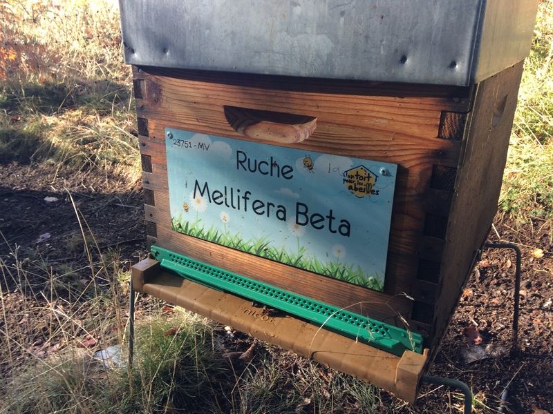 La ruche Mellifera Beta