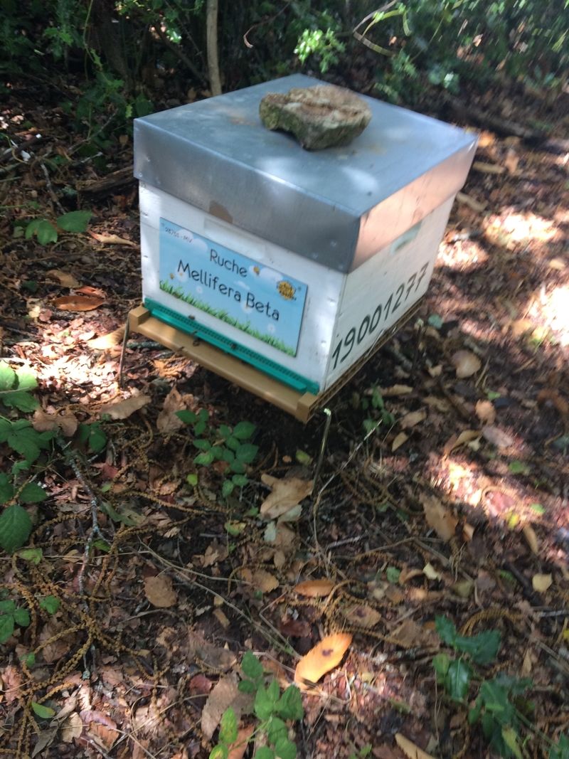 La ruche Mellifera Beta