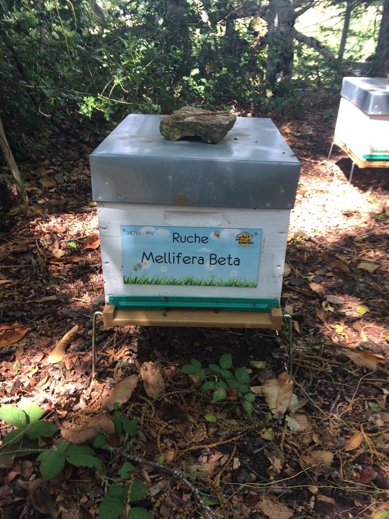 La ruche Mellifera Beta