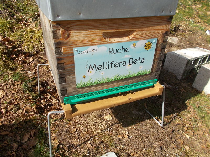 La ruche Mellifera Beta