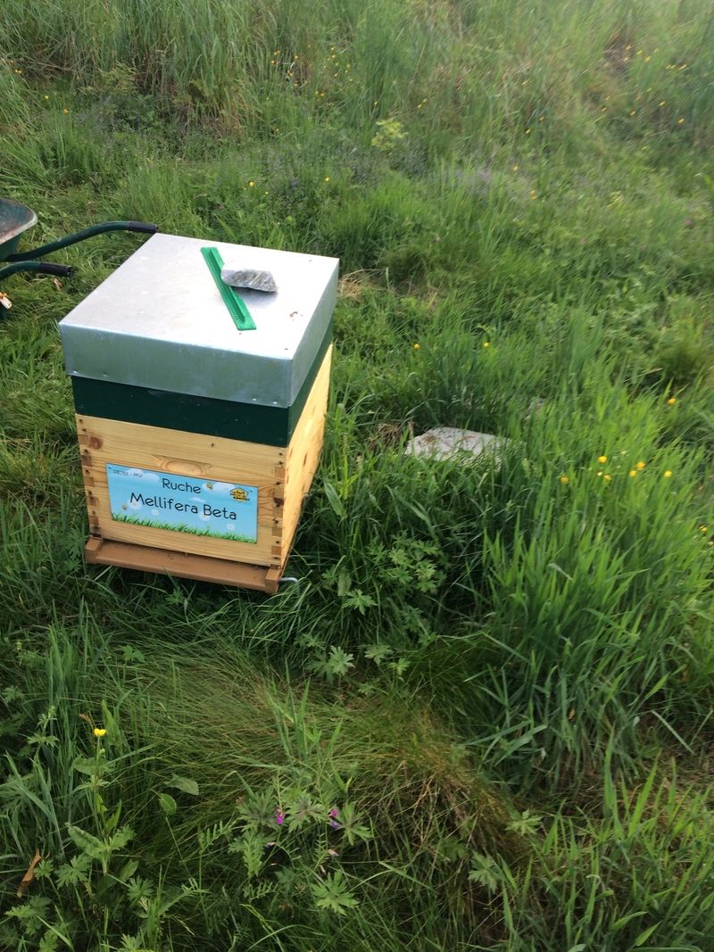 La ruche Mellifera Beta