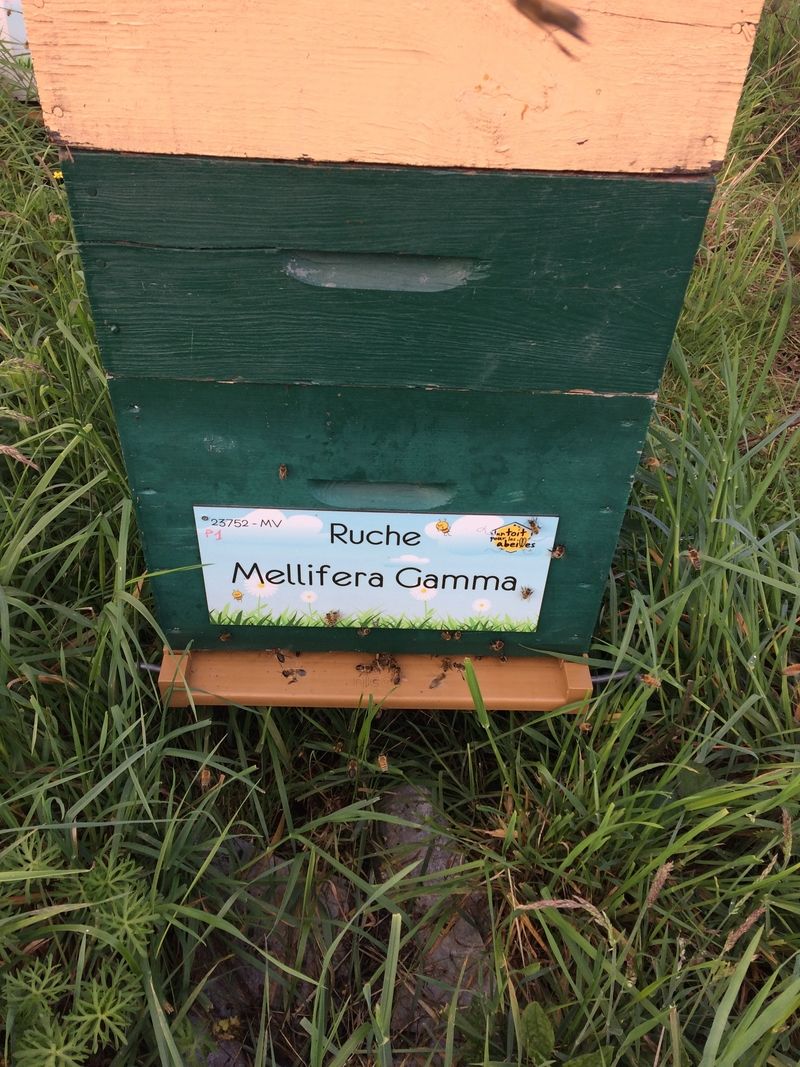 La ruche Mellifera Gamma