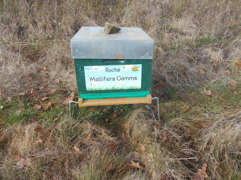 La ruche Mellifera Gamma