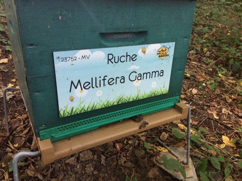 La ruche Mellifera Gamma