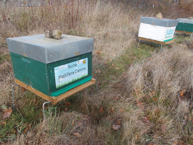 La ruche Mellifera Gamma