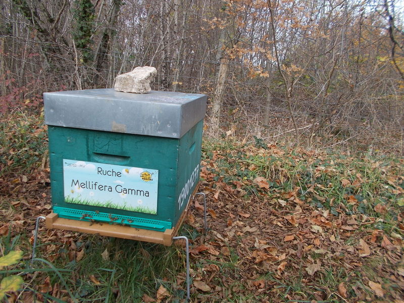 La ruche Mellifera Gamma