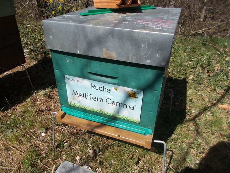 La ruche Mellifera Gamma