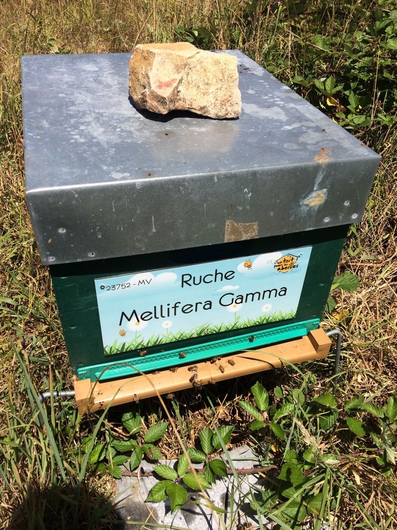 La ruche Mellifera Gamma