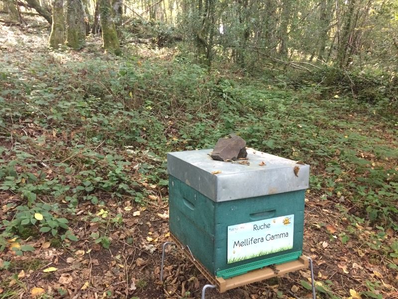 La ruche Mellifera Gamma