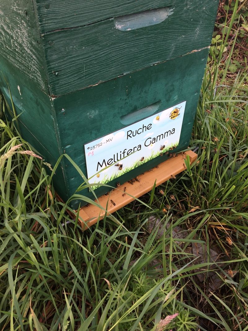 La ruche Mellifera Gamma