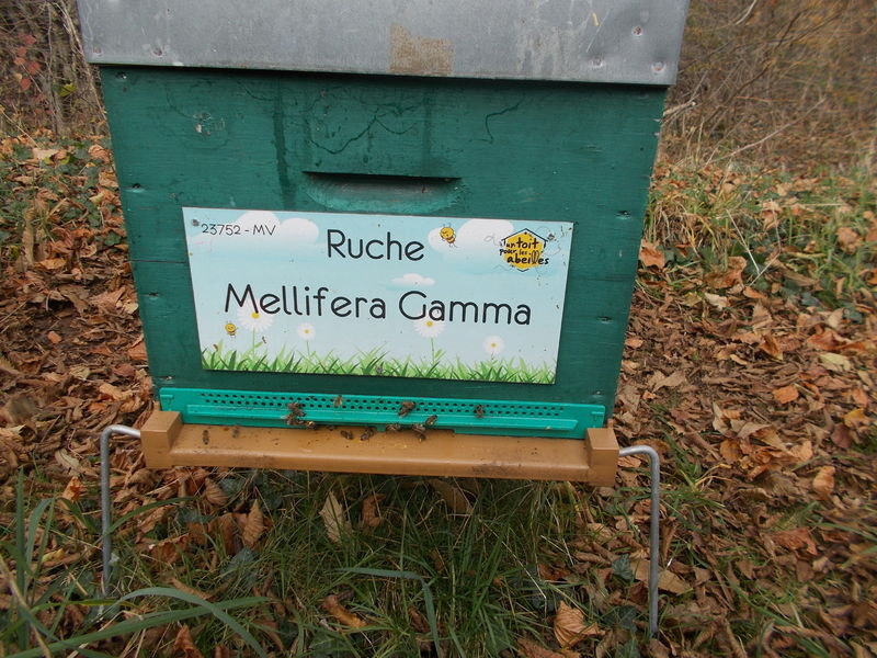 La ruche Mellifera Gamma