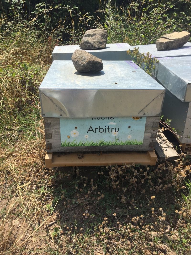 La ruche Arbitru